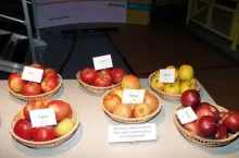 Nowe odmiany jabłoni na wystawie