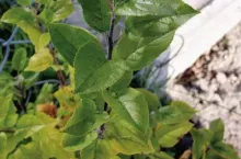 Objawy niedoboru azotu na liściach jabłoni