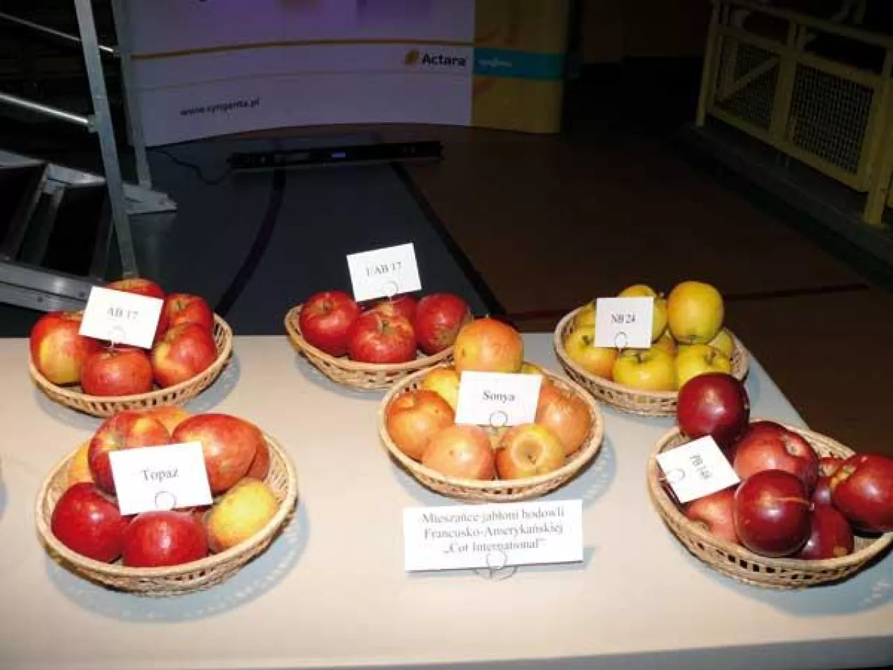 Nowe odmiany jabłoni na wystawie