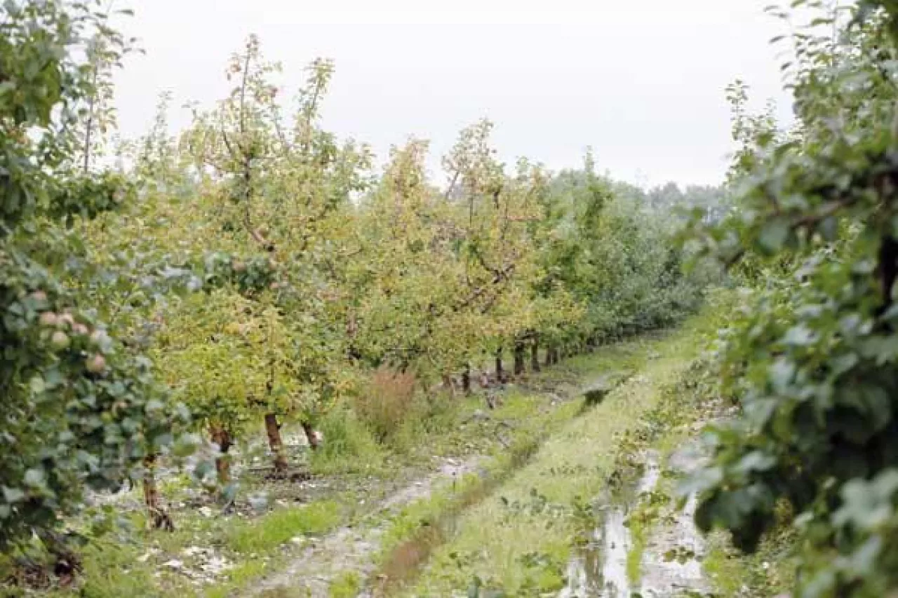 Nawożenie sadow po trudnych sezonach