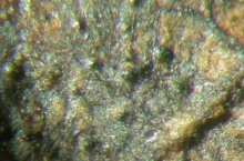 Licznie uformowane owocniki parcha jabłoni na zeszłorocznych liściach jabłoni