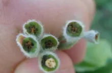 100% uszkodzeń w jabłoniach - okolice Bydgoszczy