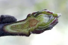 Czy po uszkodzeniach mrozowych jest szansa na owoce w tym roku?