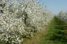 Choroby i szkodniki czereśni, wiśni i śliw zwalczane w kwietniu oraz maju
