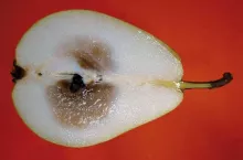 Rozpad obejmujący komory nasienne