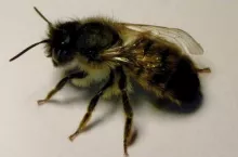 Samica murarki ogrodowej