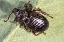 Chrząszcz-opuchlaka-rudonoga