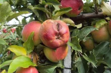 Zranienia skórki to otwarte ”wrota” dla różnych patogenów