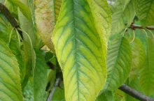 Przykłady niedoboru manganu