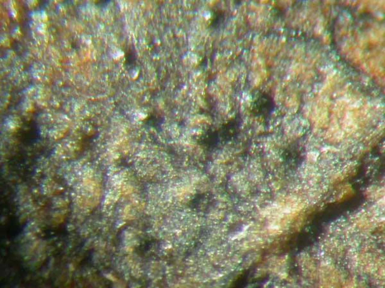 Licznie uformowane owocniki parcha jabłoni na zeszłorocznych liściach jabłoni