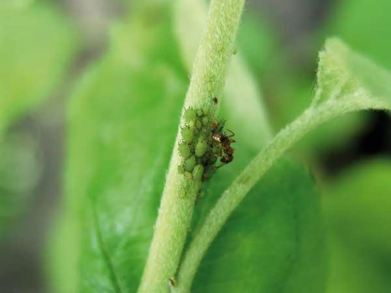 Mszyca jabłoniowa - gatunek jednodomowy