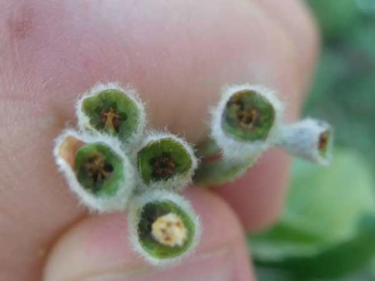 100% uszkodzeń w jabłoniach - okolice Bydgoszczy