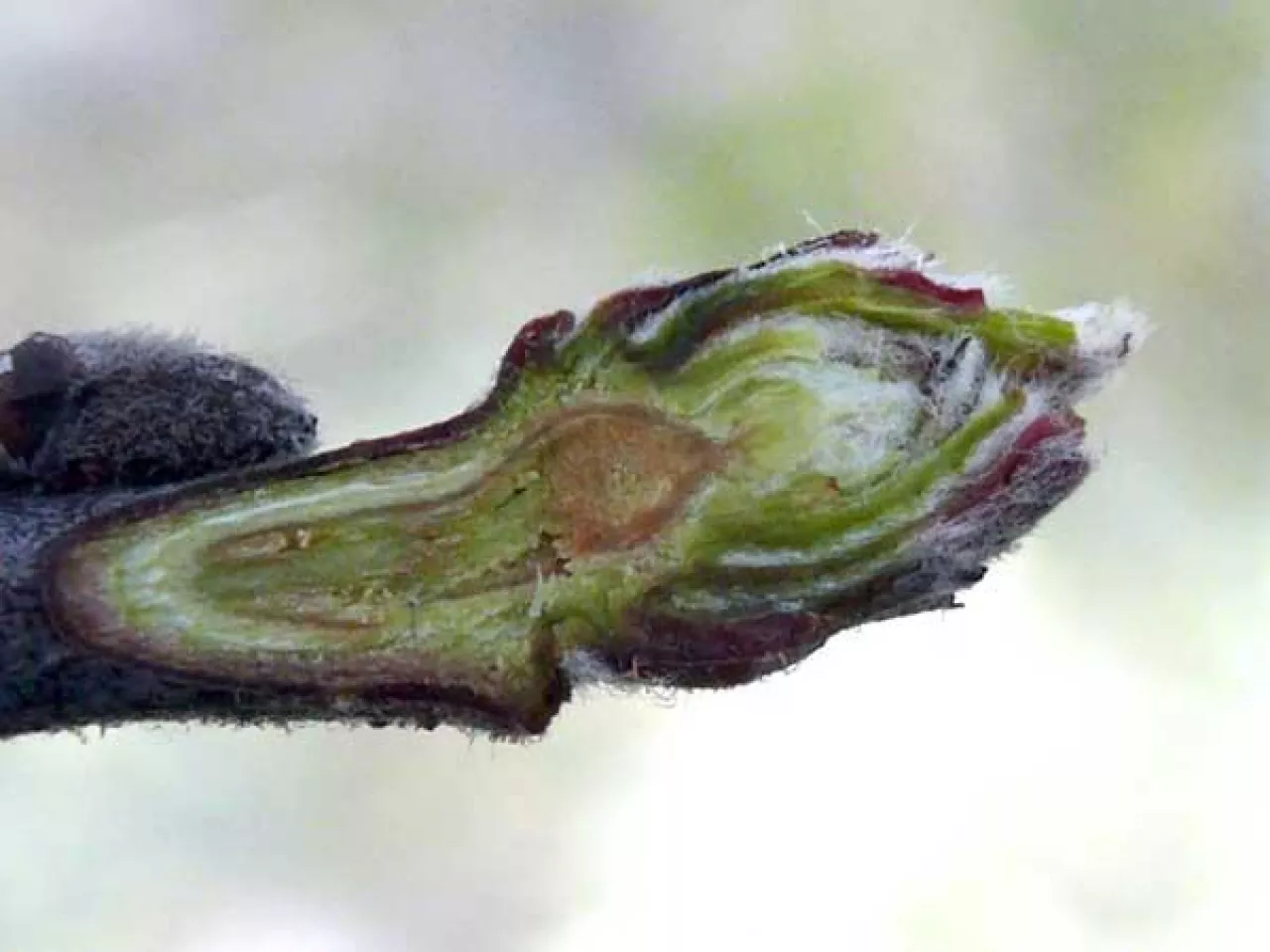 Czy po uszkodzeniach mrozowych jest szansa na owoce w tym roku?