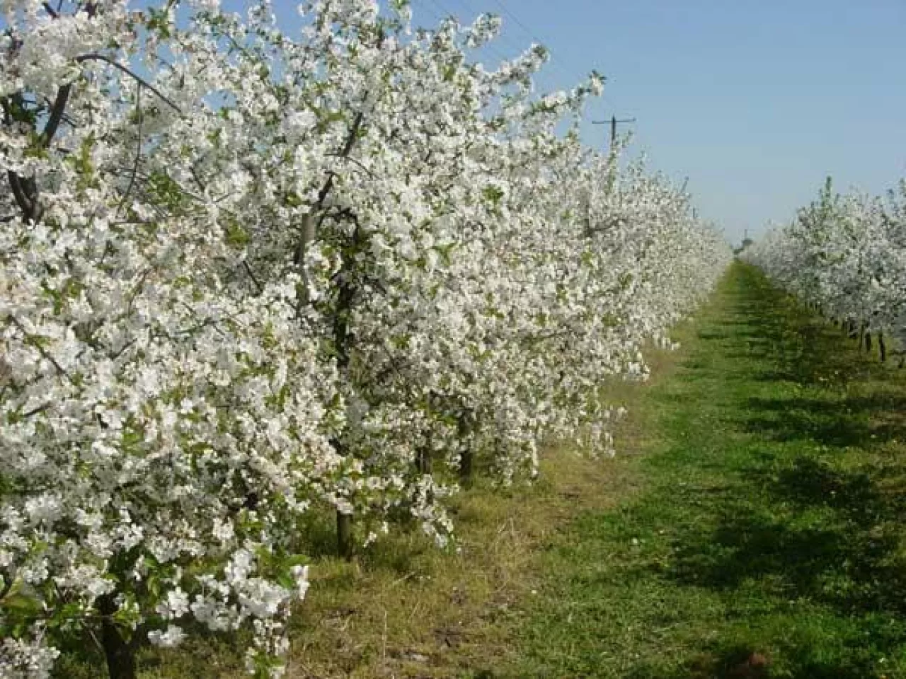 Choroby i szkodniki czereśni, wiśni i śliw zwalczane w kwietniu oraz maju
