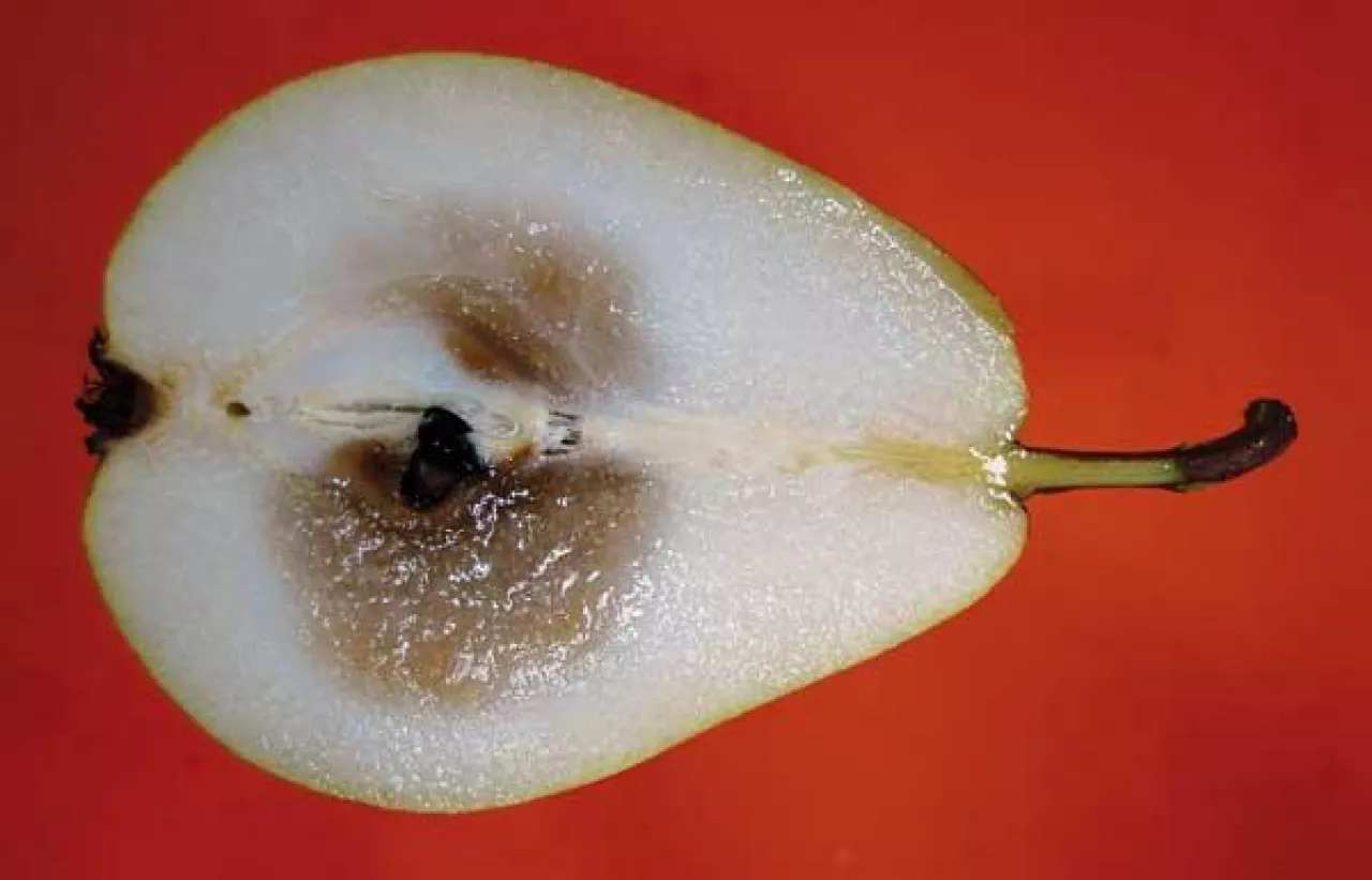 Rozpad obejmujący komory nasienne