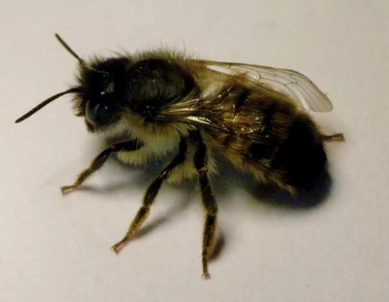 Samica murarki ogrodowej