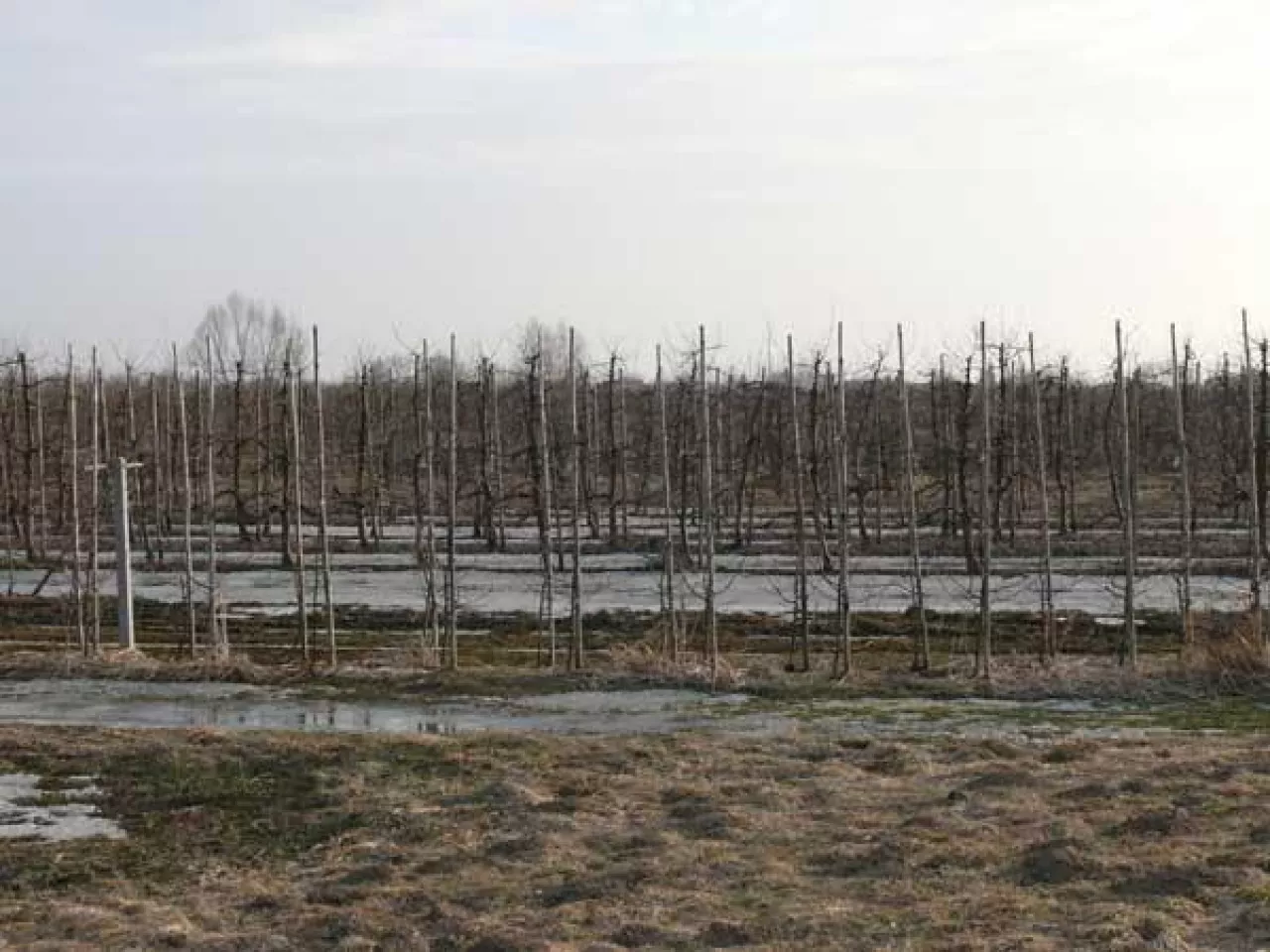 Dopłaty a zaleganie wody