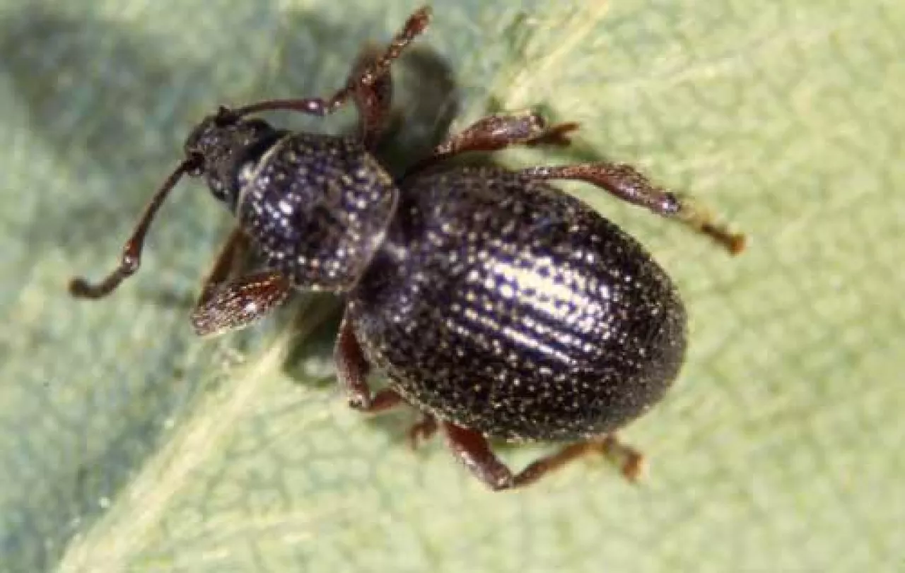 Chrząszcz-opuchlaka-rudonoga