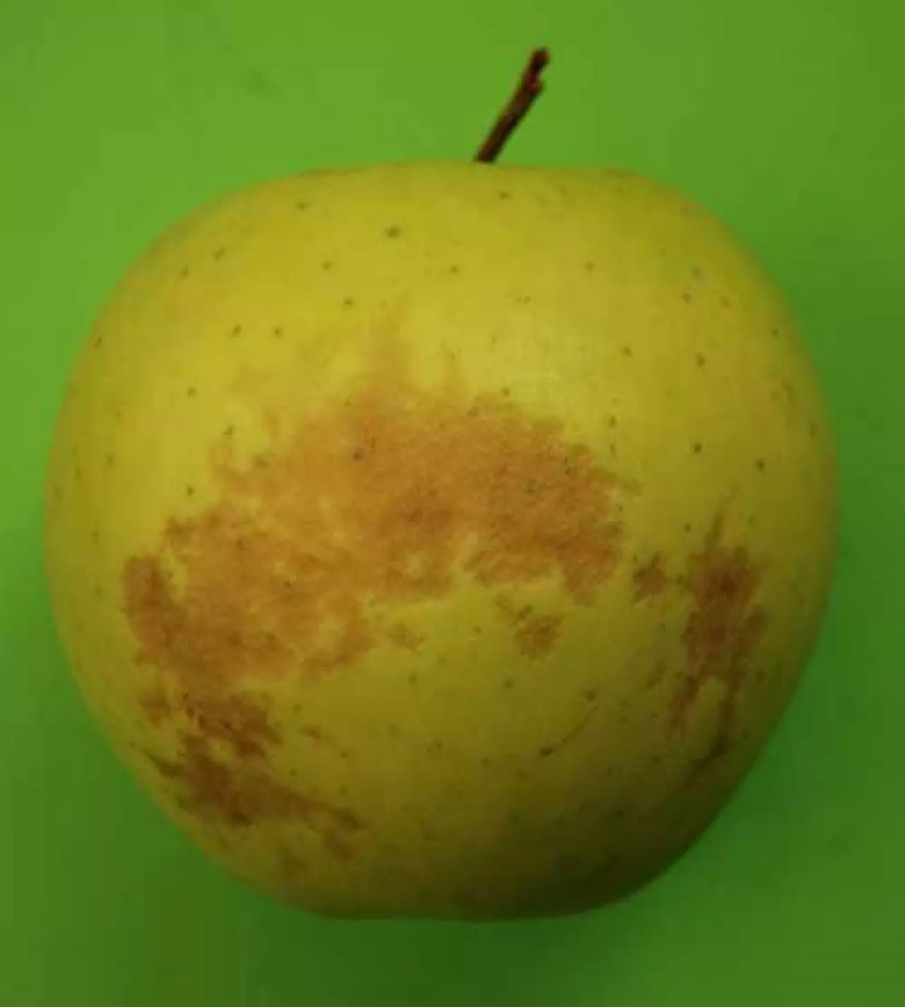 Choroby fizjologiczne jabłek
