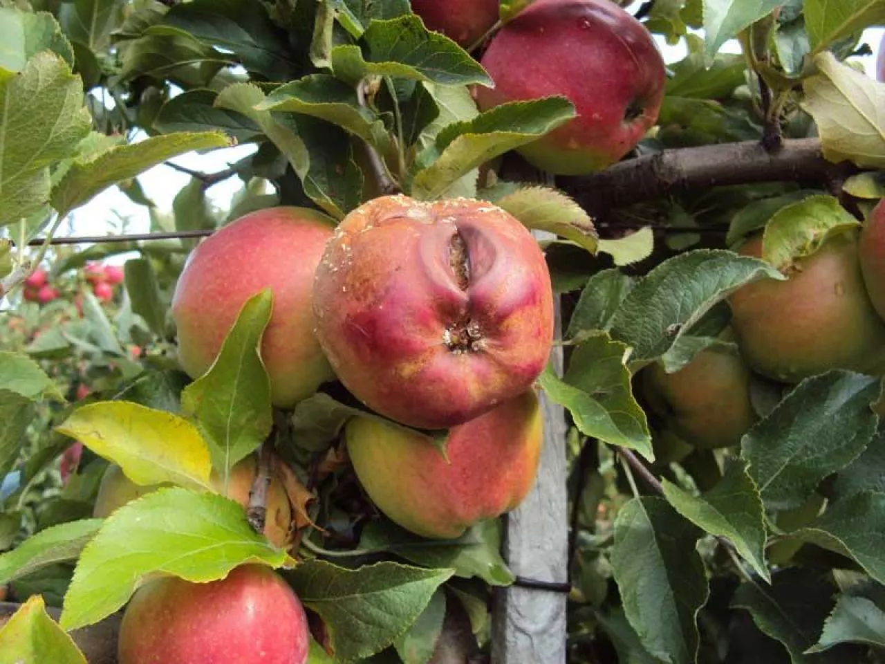 Zranienia skórki to otwarte ”wrota” dla różnych patogenów