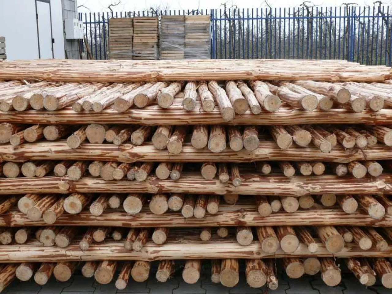 Suszenie palików drewnianych