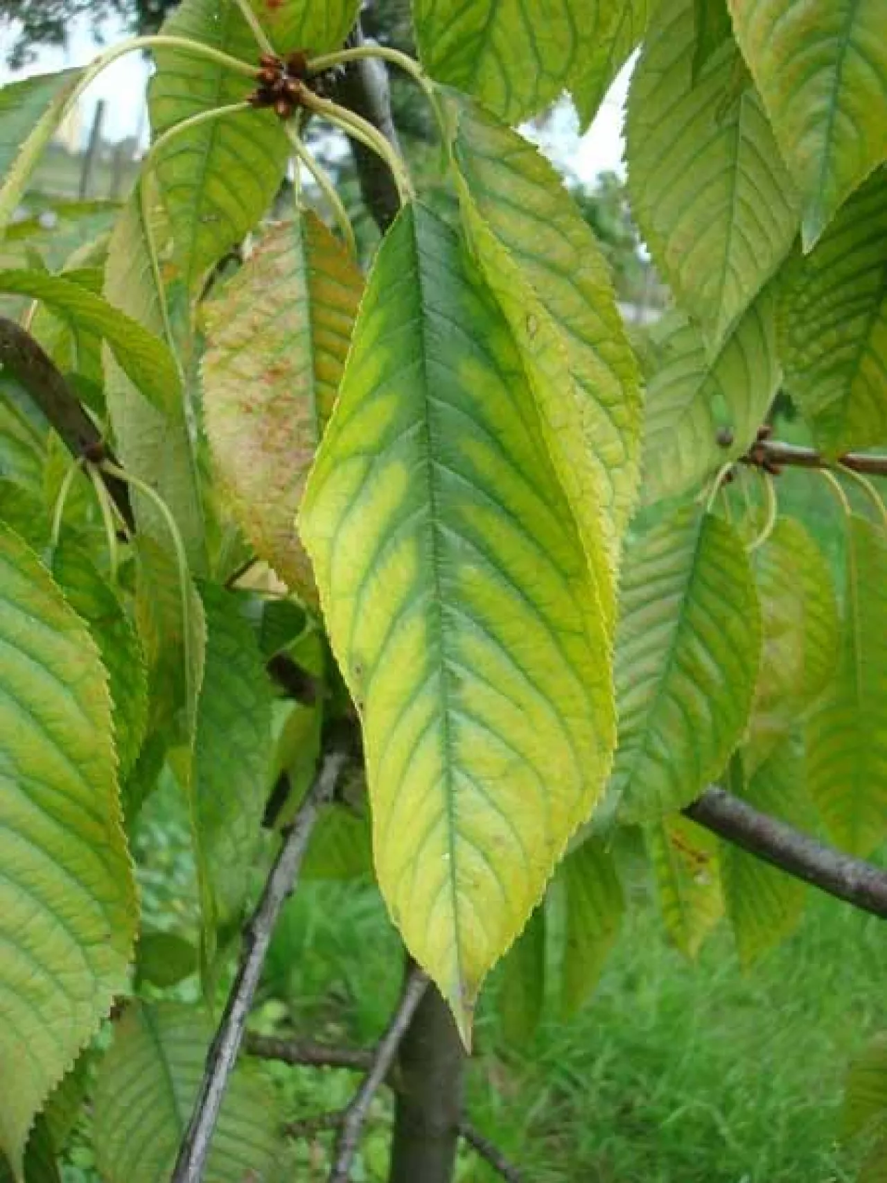 Przykłady niedoboru manganu