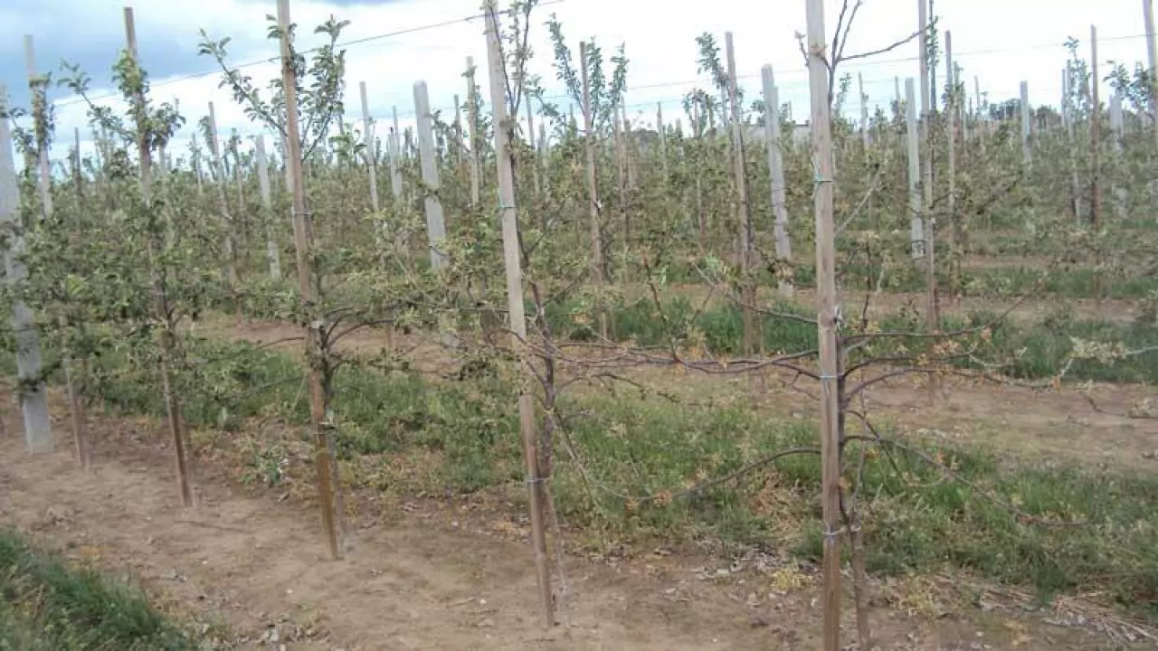 Placowe zamieranie jabłoni na skutek uszkodzeń mrozowych