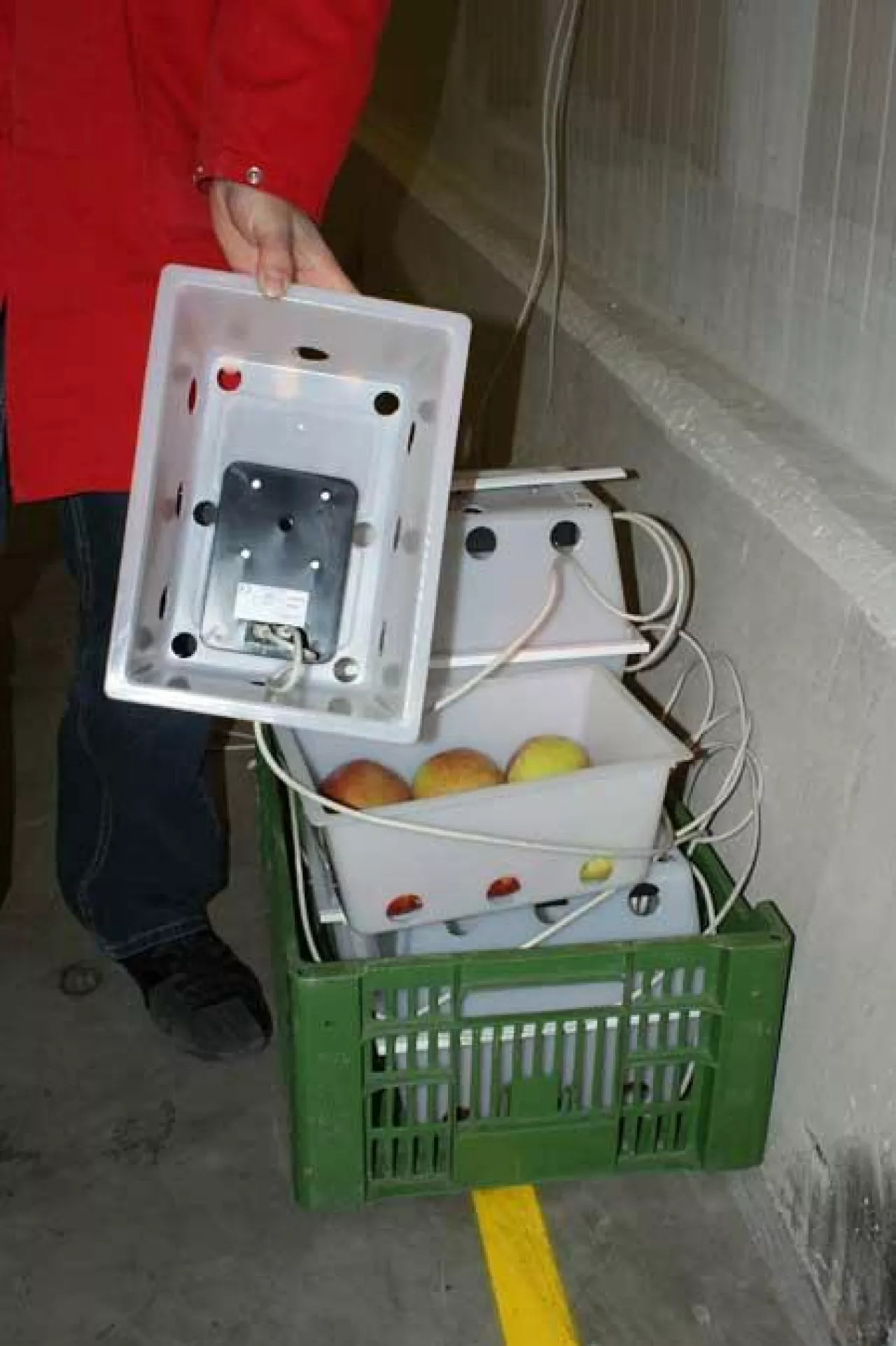 Zestaw do monitorowania niskotlenowego stresu jabłek na podstawie pomiarów fluorescencji chlorofilu