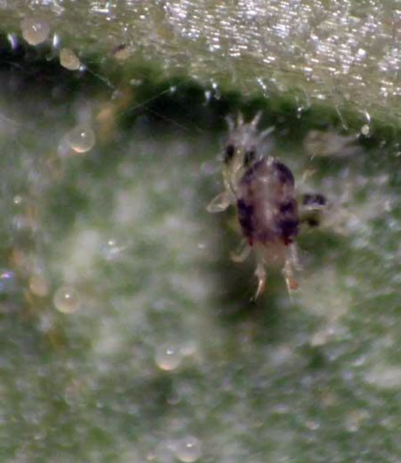 Forma dorosła i jaja przędziorka chmielowca