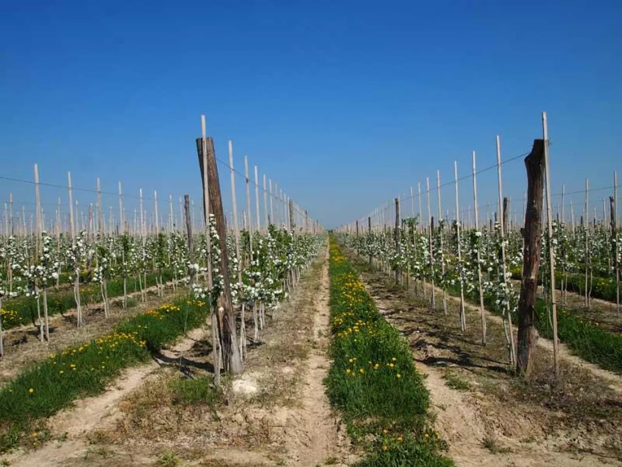 Młode kwatery jabłoni w sadzie pod Ridkiwcami k. Czerniowców