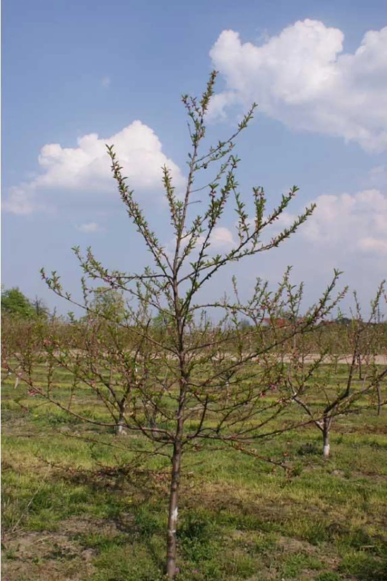 Brzoskwinia przed cięciem. Na tym młodym drzewku prowadzonym na przewodniku wyrasta za dużo pędów