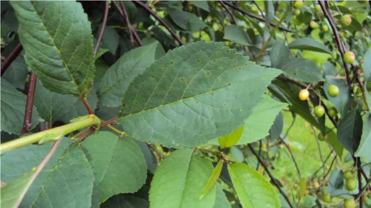 Nieznaczne objawy porażenia drobną plamistością liści drzew pestkowych na górnej stronie liści