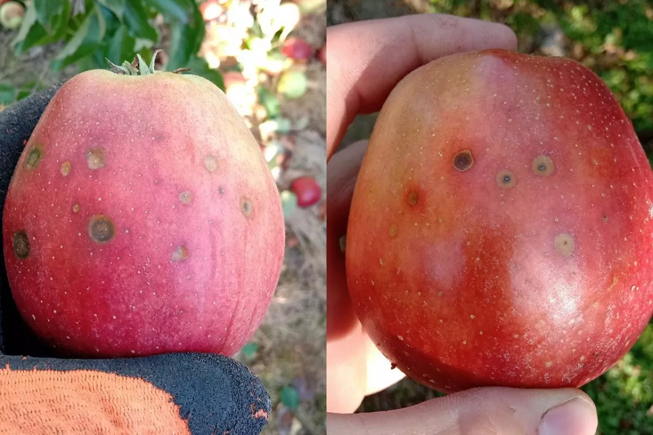 plamistość przetchlinkowa