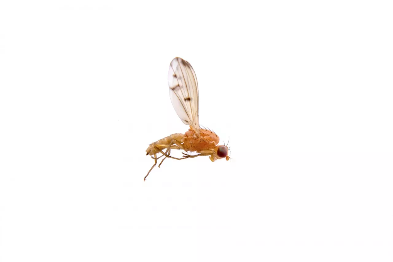 Lying orange fly isolated on a white background