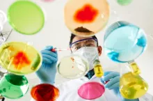 Vietnamese scientist growing microorganisms in petri dishes