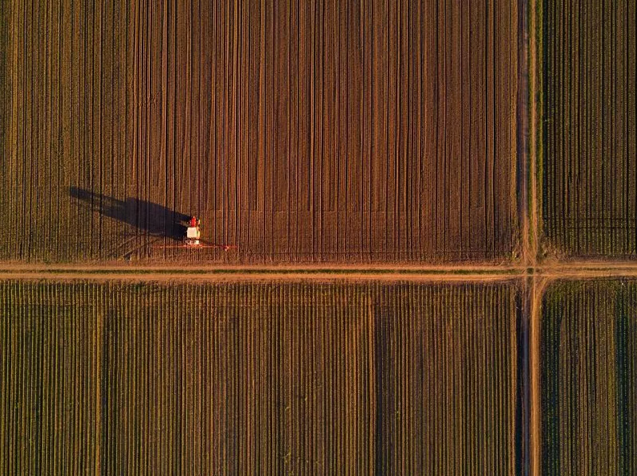Agricultural tractor with crop sprayer in cultivated corn maize crop field, drone pov top view