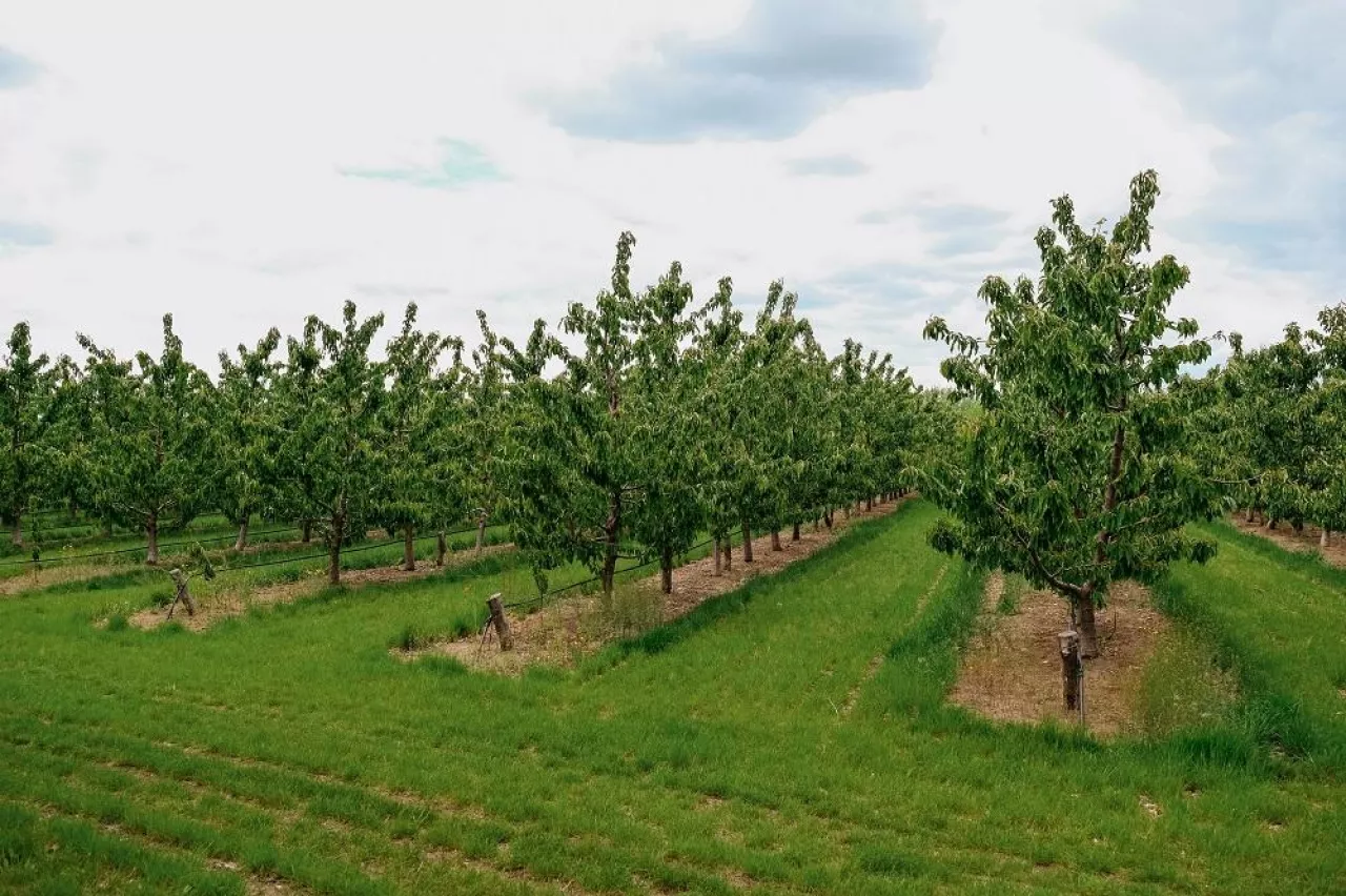 Nature scene with cherry tree. Plantation of cherry trees in springtime. Fruit orchard in the spring. Field fruits rows growing with cloudscape.