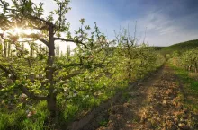 Apple tree in garden. Spring nature composition.