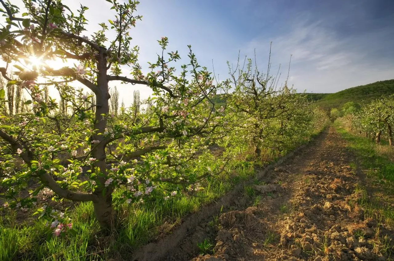 Apple tree in garden. Spring nature composition.