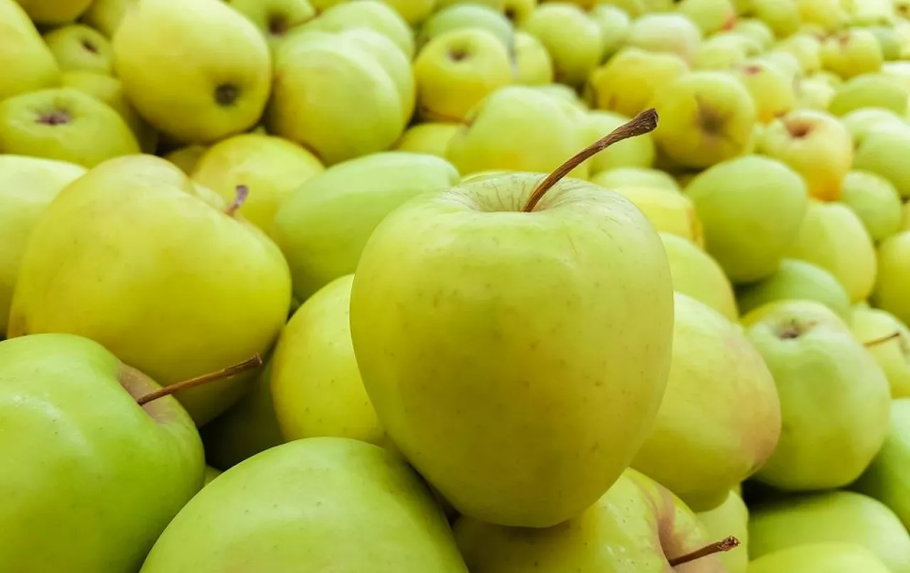 background of fresh green apples. close-up of an apple