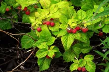 Wild raspberry bush with bright ripe berries in the forest