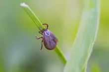 Deer tick sleeping on grass stalk. Ixodes ricinus. The dangerous parasite transmitted infections such as encephalitis and Lyme disease.