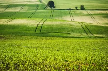 Rolling green fields, coutryside.