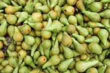 Green pears. Fresh pears