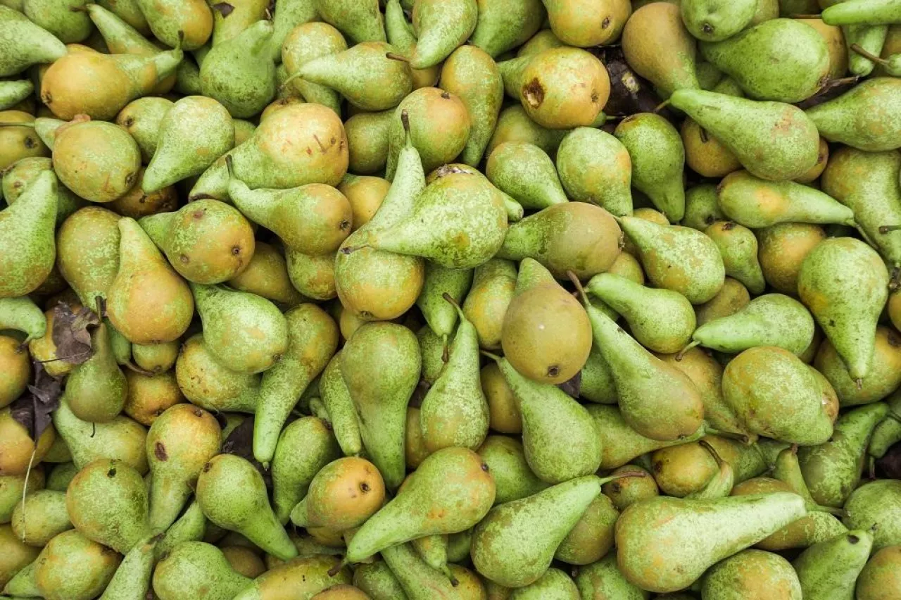 Green pears. Fresh pears