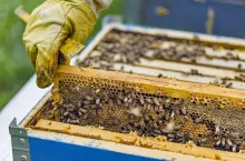 Beekeeper checking frame with honeybees