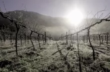 Sun shining over dry vineyard