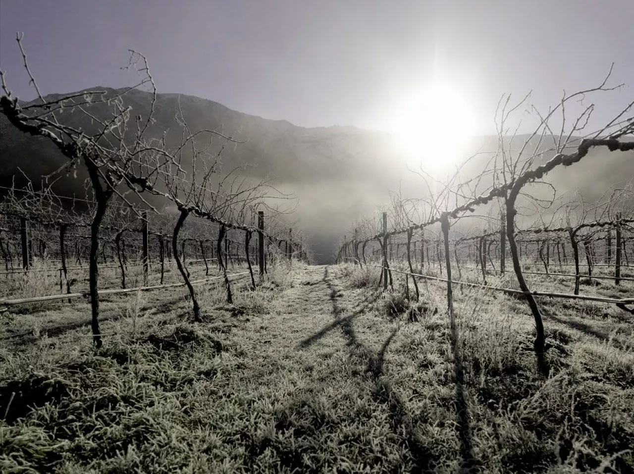 Sun shining over dry vineyard