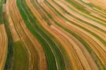 Geometric Shapes of Rows in Countryside and Farmlands. Polish Countryside at Summer.