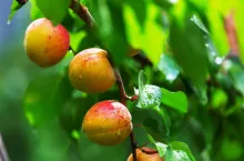 A branch with apricots and green leaves in summer garden